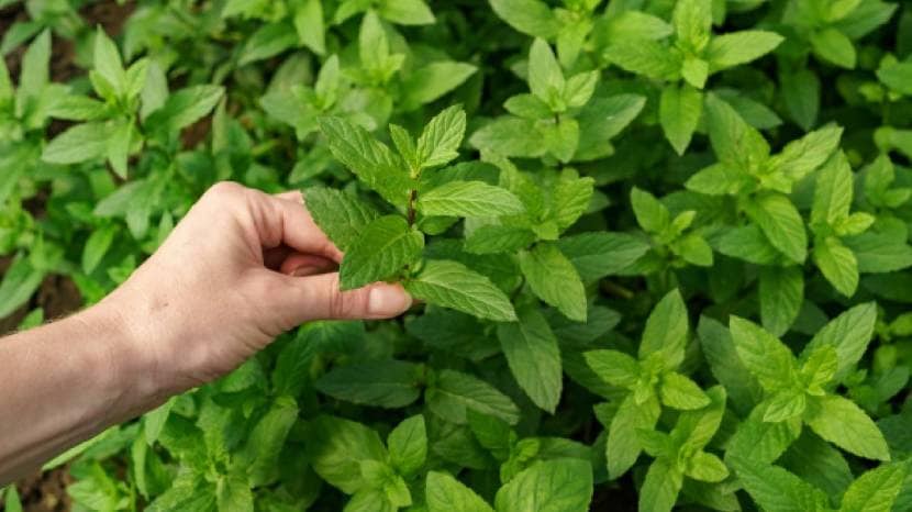 tulsi for weight loss