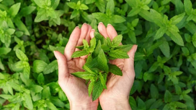 tulsi for weight loss