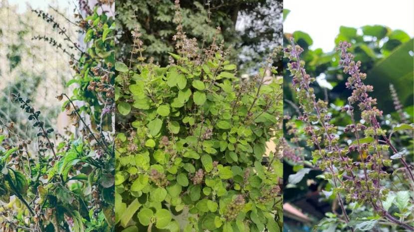 tulsi for weight loss