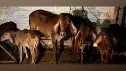 बांदा येथे जनावरांची अमानुष वाहतूक करणाऱ्यांवर पोलिसांची कारवाई; ४७ जनावरांची सुटका, ११ जणांवर गुन्हा दाखल
