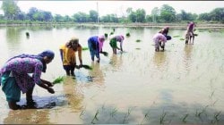 लोक- लौकिक: पेरता पेरता…